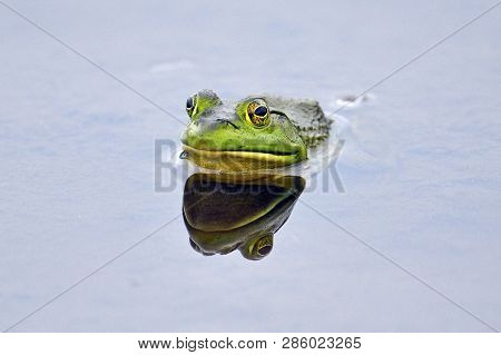 An American Bullfrog Sitting In The Water
