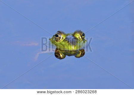 An American Bullfrog Sitting In The Water