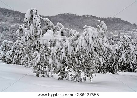 Close-up Of An Olive Tree Covered By Snow