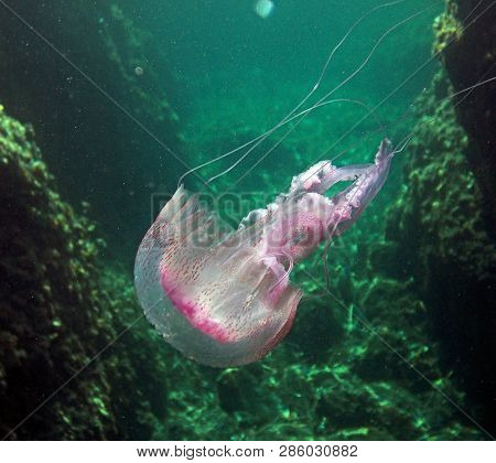 Jellyfish In The Emerald Italian Sea Of Elba Island