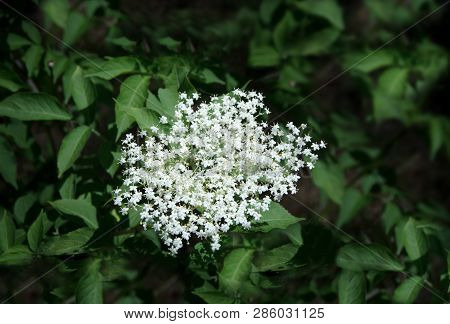 Elderflower Bloom (sambucus ). Elder, Elderberry, Black Elder, European Elder, European Elderberry A