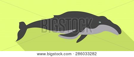 Minke Whale Icon. Flat Illustration Of Minke Whale Vector Icon For Web Design