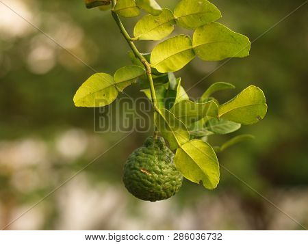 Close Up Bergamot , Leaf And Thorn From The Tree In My Countryside House..bergamot Leaf , One Of The