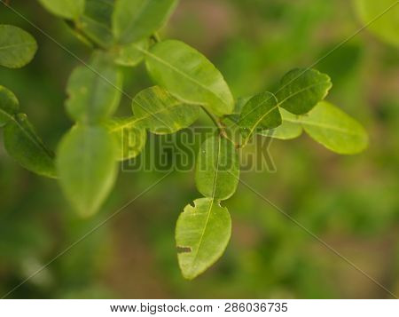 Close Up Bergamot , Leaf And Thorn From The Tree In My Countryside House..bergamot Leaf , One Of The