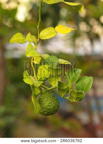 Close Up Bergamot , Leaf And Thorn From The Tree In My Countryside House..bergamot Leaf , One Of The
