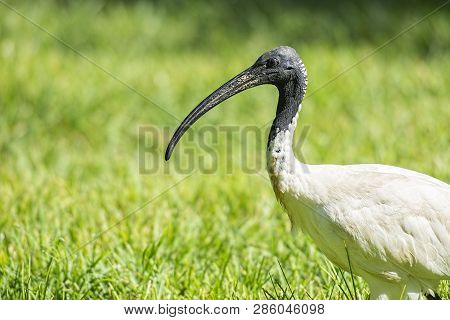 Australian White Ibis