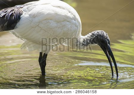 Australian White Ibis