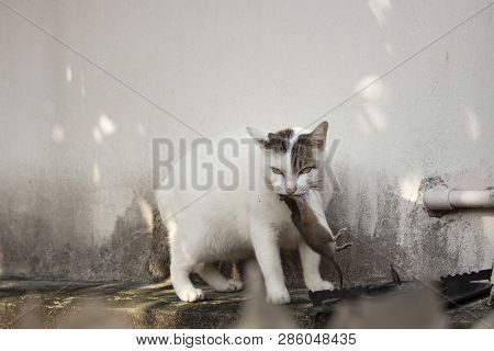 Cat Carrying Small Rodent Rat On The Roog ,white Cat Catching A Mous