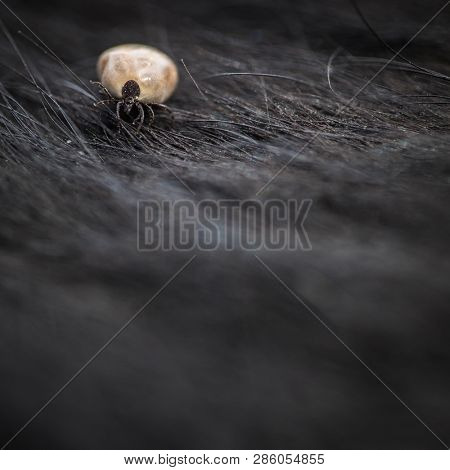 Tick in a dog's fur sucking his blood - dangerous parasite carrier of multiple diseases and pathogens
