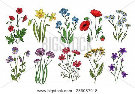 Wild Flowers. Meadow Plants Monkshood Thistle Poppy. Wildflower Vector Botanic Collection Isolated O