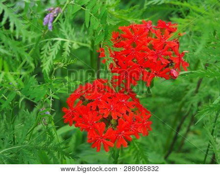 Bright Red Lychnis Chalcedonica  Flower Heads Closeup