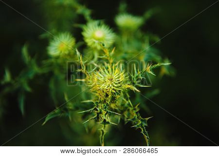 Macro Image Of Green Undisclosed Thistle. Weed Plant, Close-up Image.