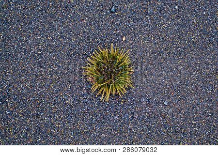 Sea Green Hedgehog Thrown Away By Waves On Volcanic Black Sand