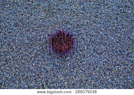 Sea Black Hedgehog Thrown Away By Waves On Volcanic Black Sand
