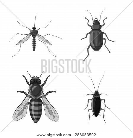 Vector Illustration Of Insect And Fly Logo. Collection Of Insect And Element Stock Vector Illustrati