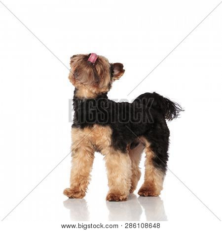 side view of eager yorskhire terrier looking up while standing on white background and licking nose