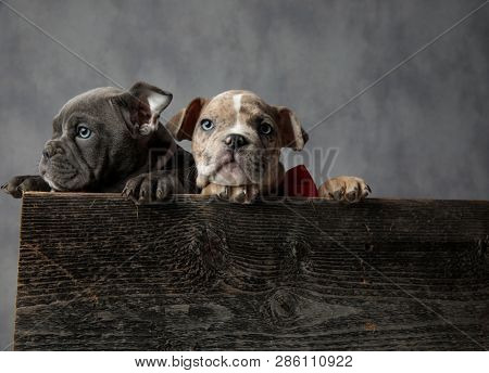 adorable couple of american bully puppies in a wooden box on grey background