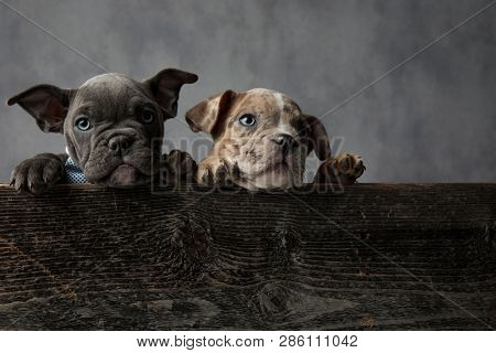 couple of adorable american bully puppies wearing bowties in a wooden box on grey background