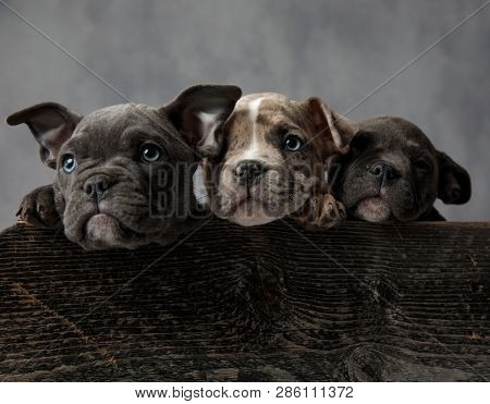 three adorable american bully puppies in a wooden box on grey background