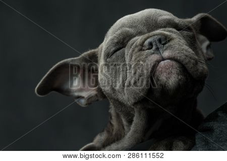 adorable american bully puppy dog enjoying its sleep on grey background, closeu picture