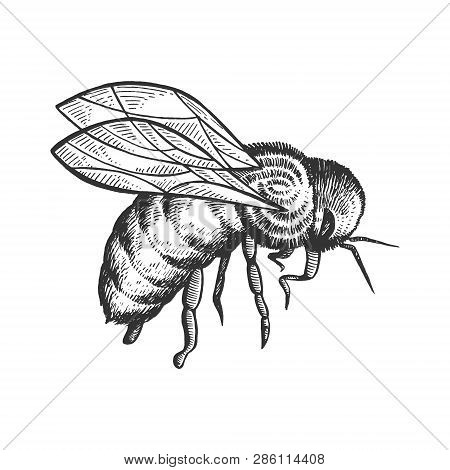 Honey Bee Insect Animal Sketch Engraving Vector Illustration. Scratch Board Style Imitation. Black A