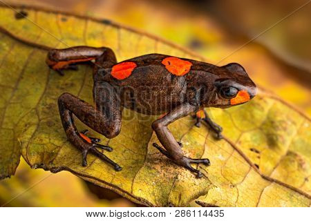 Poison dart frog, Oophaga histrionica. A small poisonous animal from the rain forest of Colombia. 
