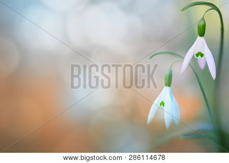  pair of snow drops early spring white wild flower, background. Galanthus nivalis is blooming during winter and one of the first wildflowers of the year.