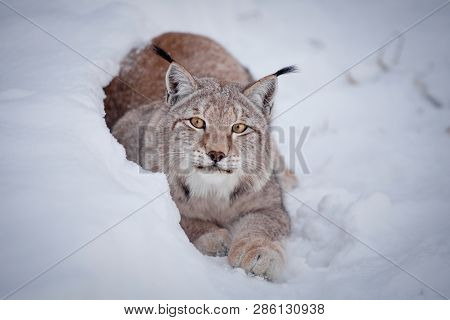 Abordable Eurasian Lynx, Portrait In Winter Field