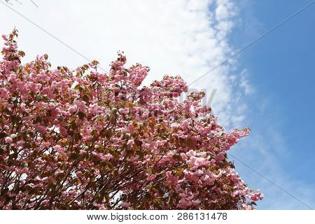 Close Up Cherry Blossom With Blue Sky Background