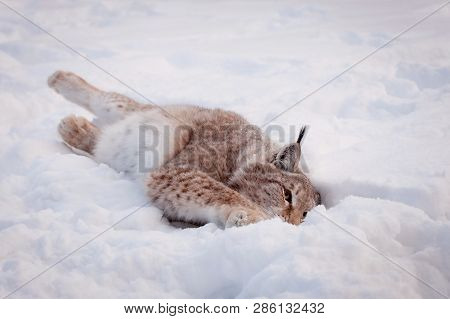 Abordable Eurasian Lynx, Portrait In Winter Field