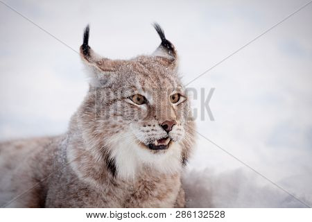 Abordable Eurasian Lynx, Portrait In Winter Field