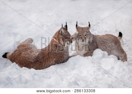 Abordable Eurasian Lynx, Portrait In Winter Field