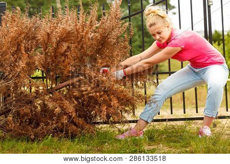 Woman Gardener Removing And Pulling Withered Dried Thuja Tree From Her Backyard. Hard Yard Work Arou