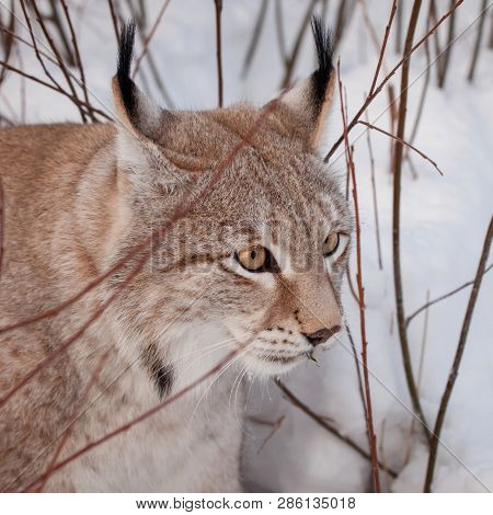 Abordable Eurasian Lynx, Portrait In Winter Field