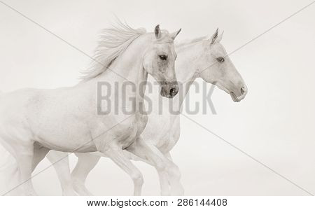 Two Purebred Stallions Running Gallop Running Together In Monochrome Tones