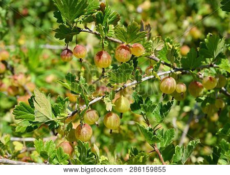 Gooseberry (ribes Uva-crispa, Ribes Grossularia) Harvest.  Gooseberry Bush.