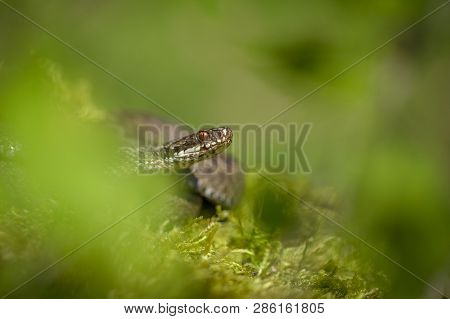 European Viper Vipera Berus In Czech Repblic
