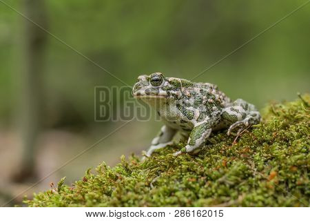 Green Toad Bufotes Viridis, Also Pseudepidalea Or Bufo In Czech Republic