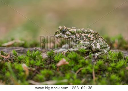 Green Toad Bufotes Viridis, Also Pseudepidalea Or Bufo In Czech Republic