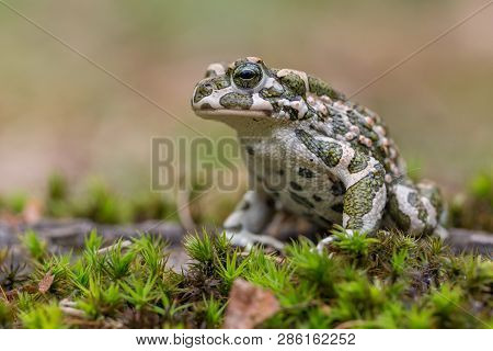 Green Toad Bufotes Viridis, Also Pseudepidalea Or Bufo In Czech Republic