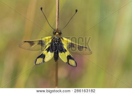 Beautiful Owlfly Libelloides Macaronius In Czech Republic