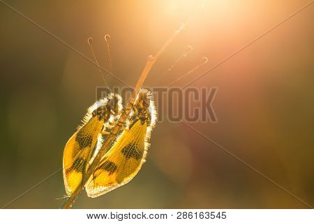 Beautiful Owlfly Libelloides Macaronius In Czech Republic At Sunrise