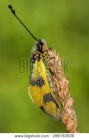 Beautiful Owlfly Libelloides Macaronius In Czech Republic