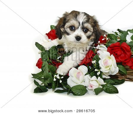 Bardzo Cute Puppy Cavachon