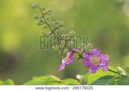 Lagerstroemia Calyculata Kurz Is Blooming In Summer.