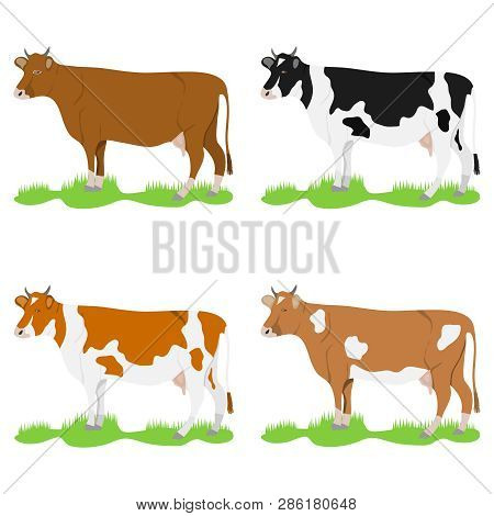 Cows, Set Of Cows On A Green Meadow. Flat Design, Vector Illustration, Vector Cow.