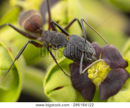 Camponatus Cruentatus In A Flower Macro Photography Live Portrait