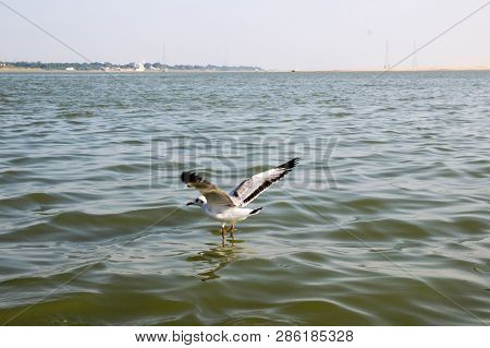 Heuglin's Gull Or Siberian Gull, Migrated Siberian Bird On Ganges River Allahabad At Prayag Triveni 