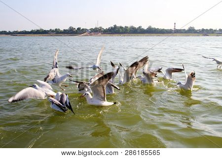 Heuglin's Gull Or Siberian Gull, Migrated Siberian Bird On Ganges River Allahabad At Prayag Triveni 