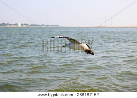 Heuglin's Gull Or Siberian Gull, Migrated Siberian Bird On Ganges River Allahabad At Prayag Triveni 